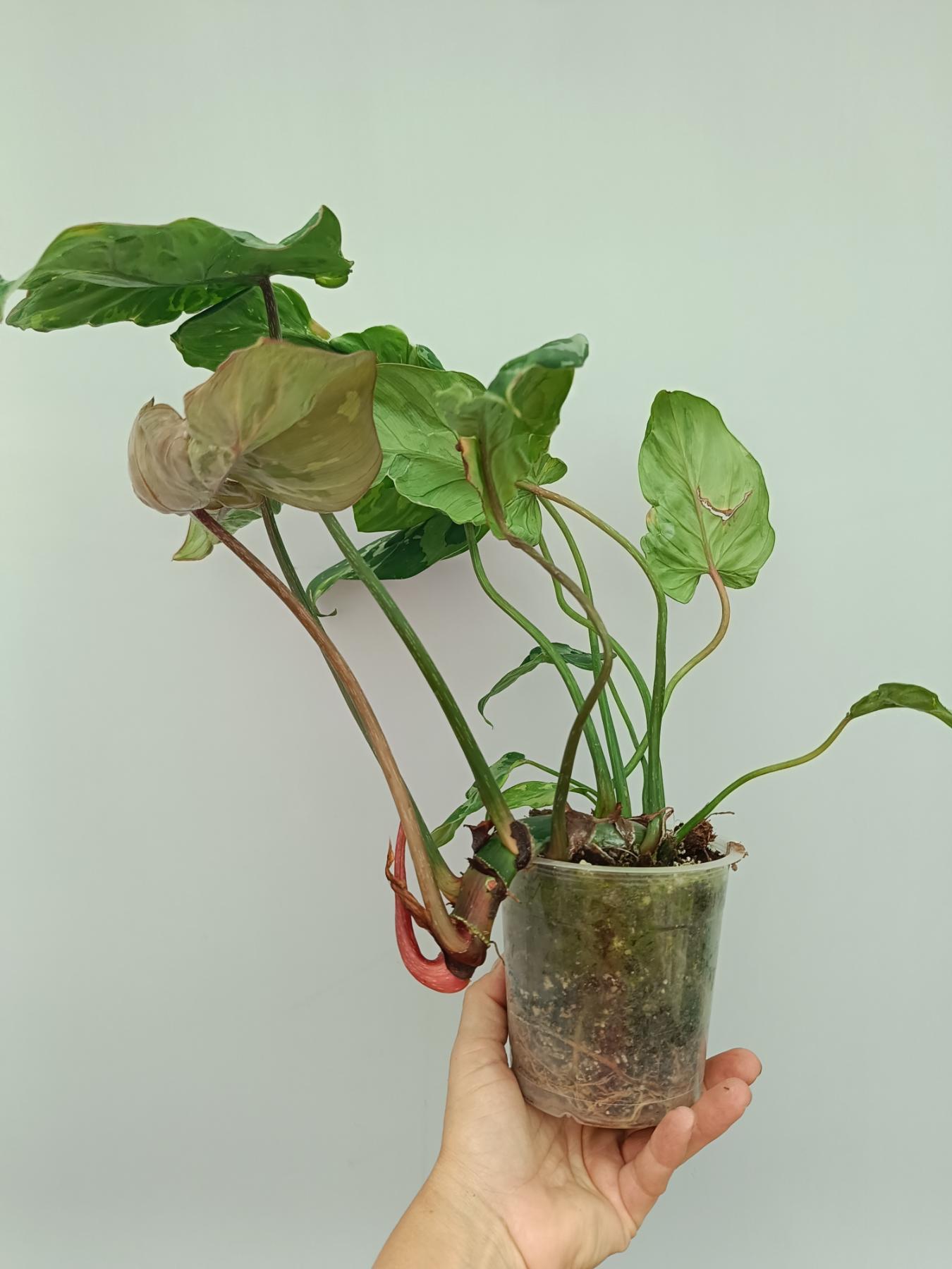 philodendron gloriosum from seed Philodendron Gloriosum Variegata