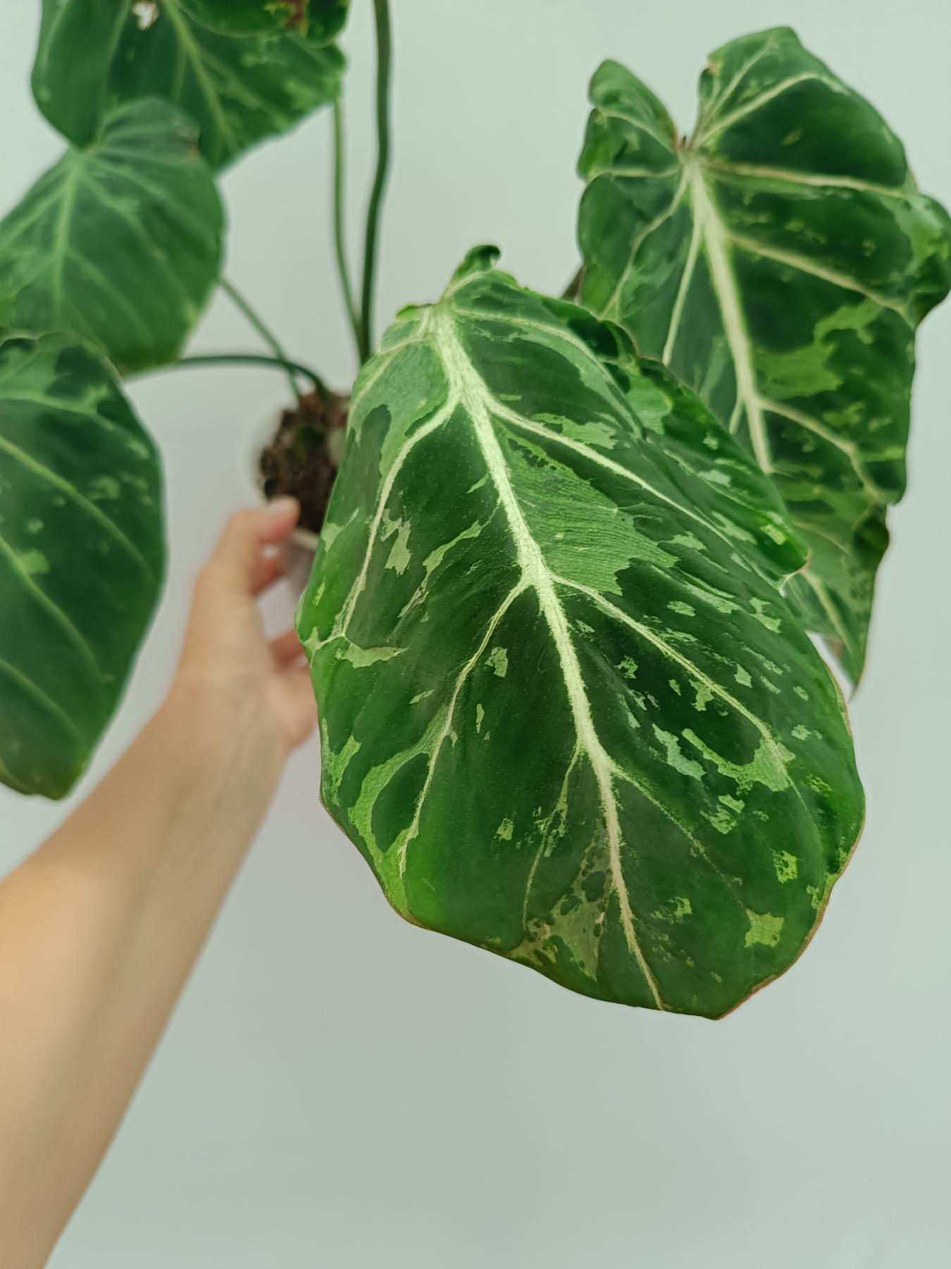 philodendron gloriosum new leaf Philodendron Gloriosum Variegata