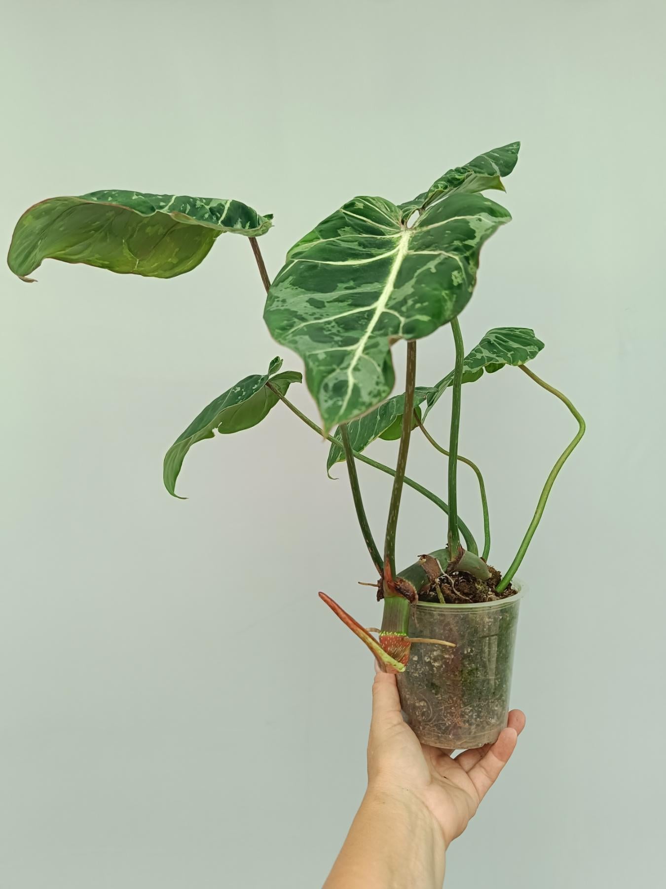 philodendron gloriosum comprar Philodendron Gloriosum Variegata