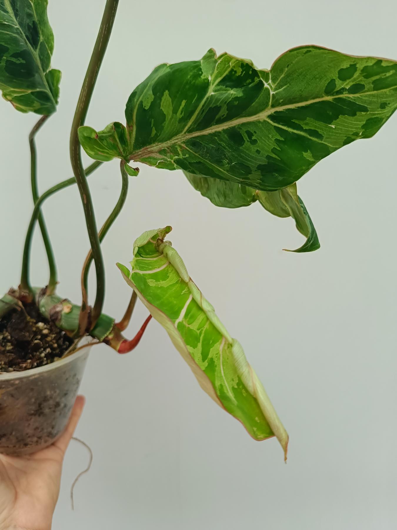 philodendron godzilla Philodendron Gloriosum Variegata