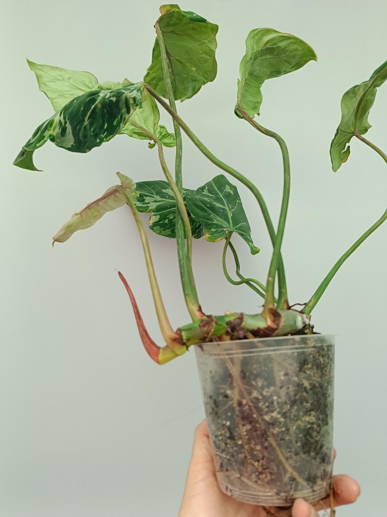 philodendron godzilla Philodendron Gloriosum Variegata