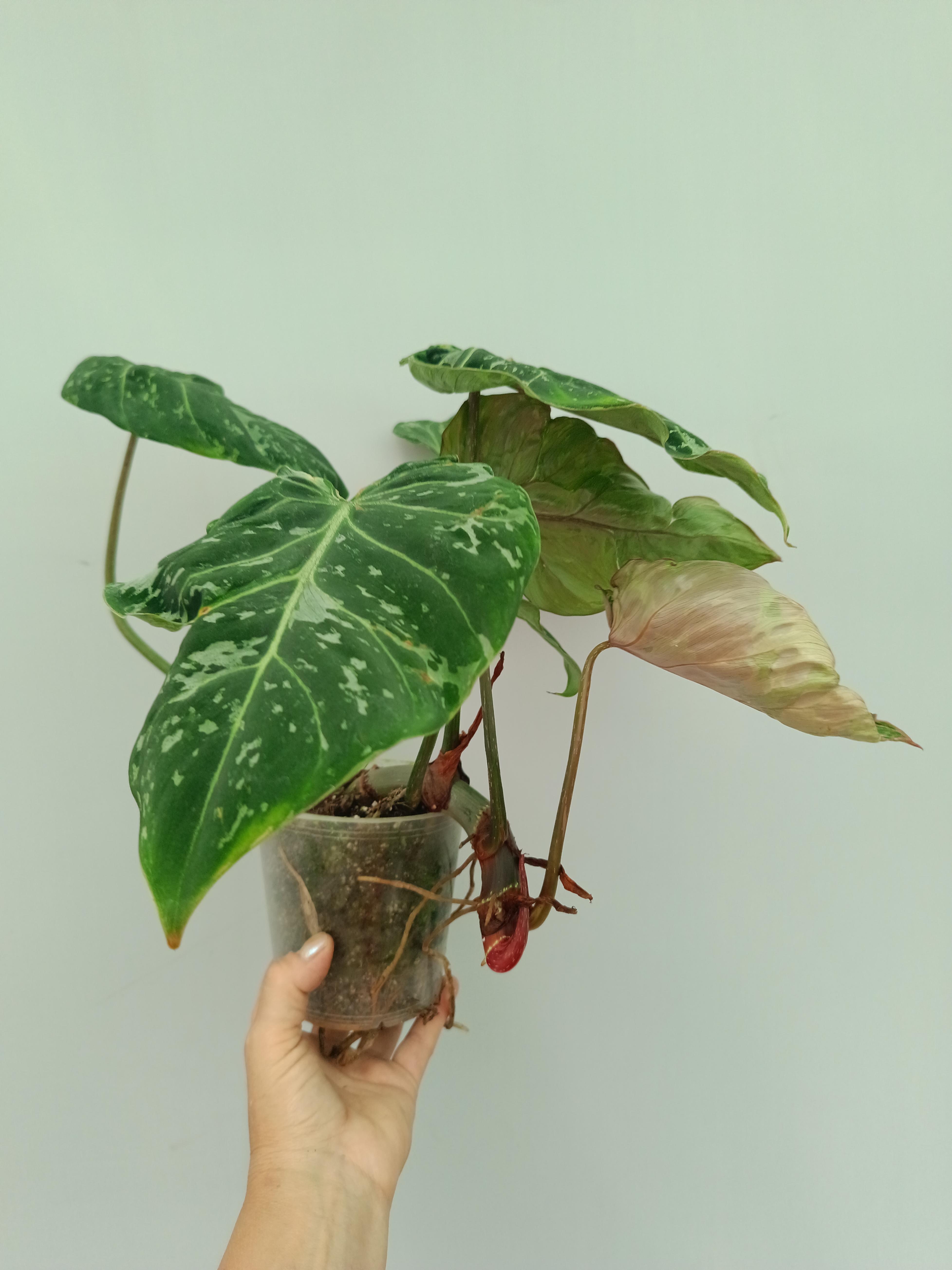 philodendron panda Philodendron Gloriosum Variegata