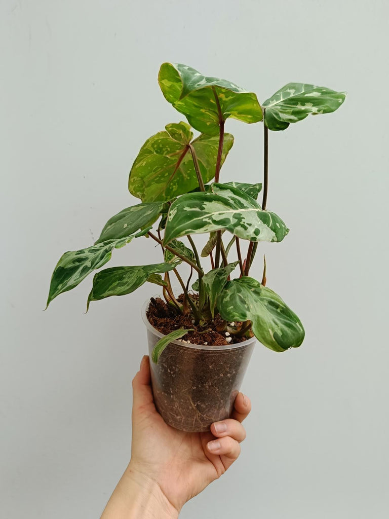 Philodendron gloriosum variegated