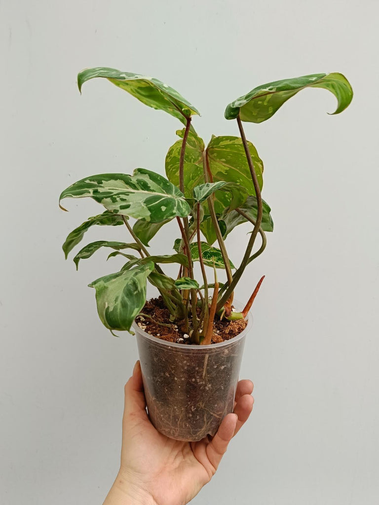 Philodendron gloriosum variegated