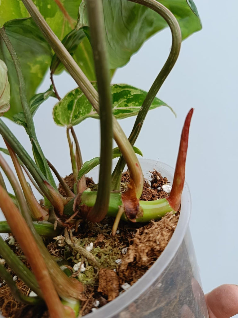 Philodendron gloriosum variegated