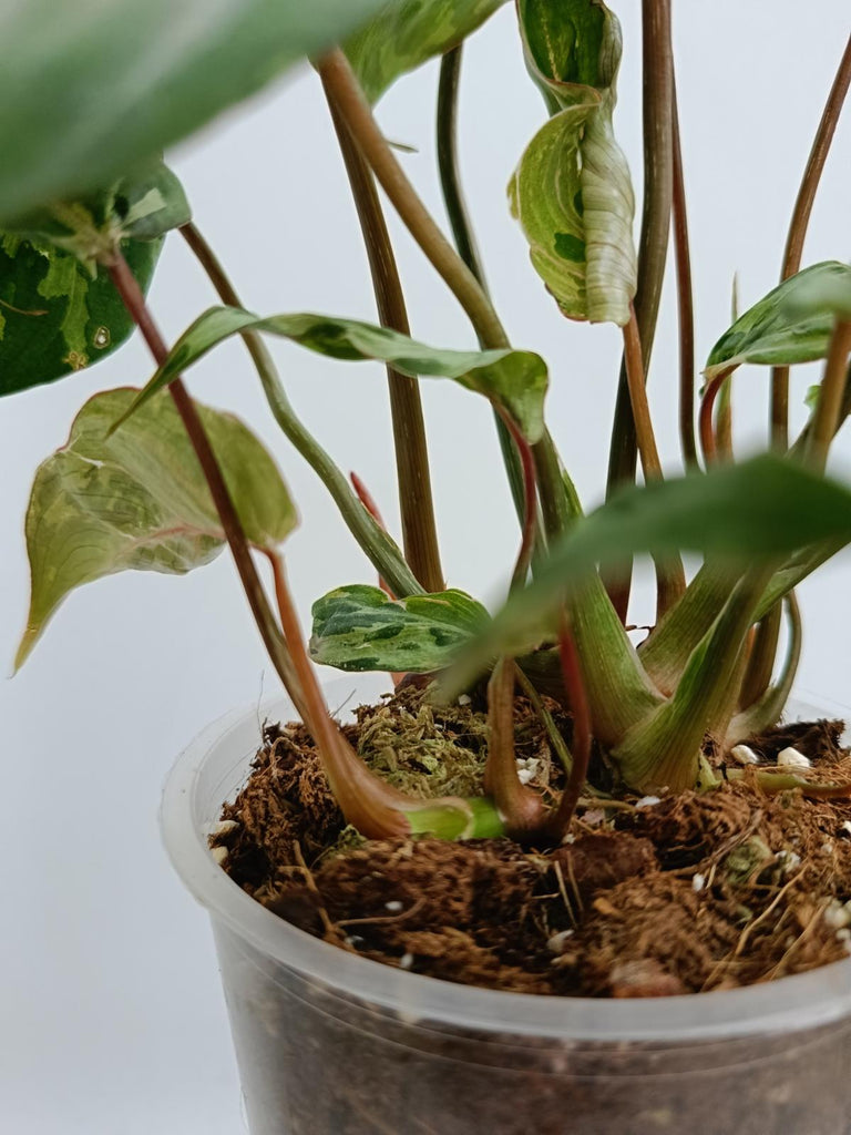 Philodendron gloriosum variegated