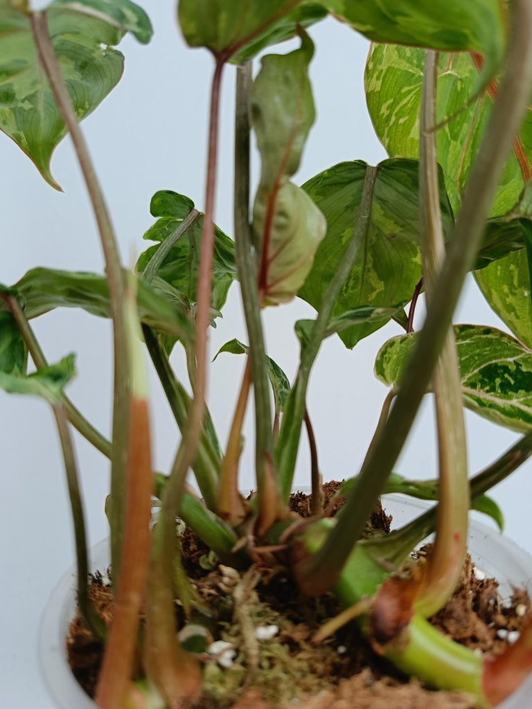 Philodendron gloriosum variegated