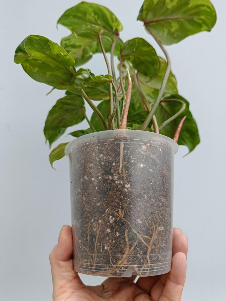 Philodendron gloriosum variegated