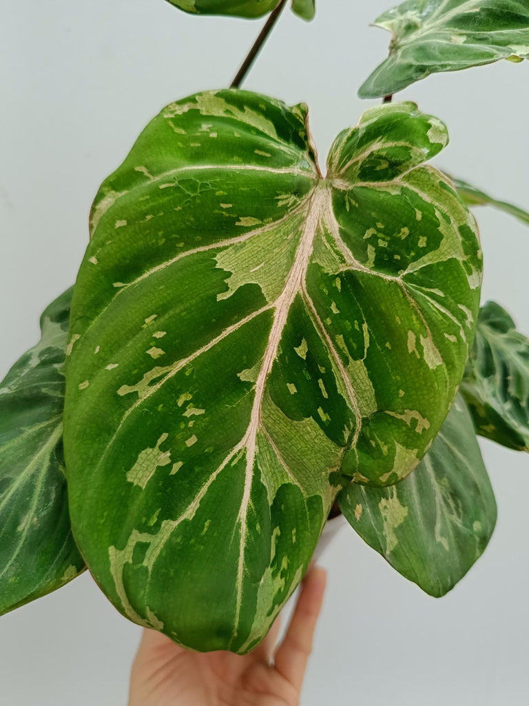 Philodendron gloriosum variegated