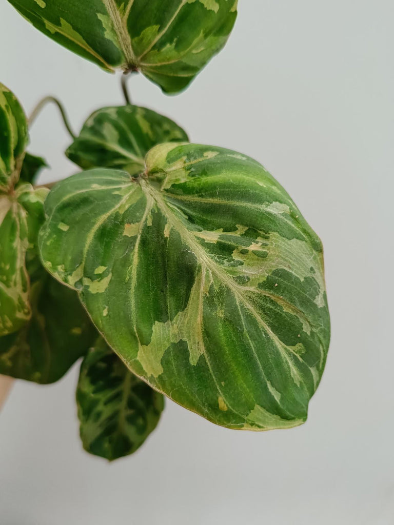 Philodendron gloriosum variegated