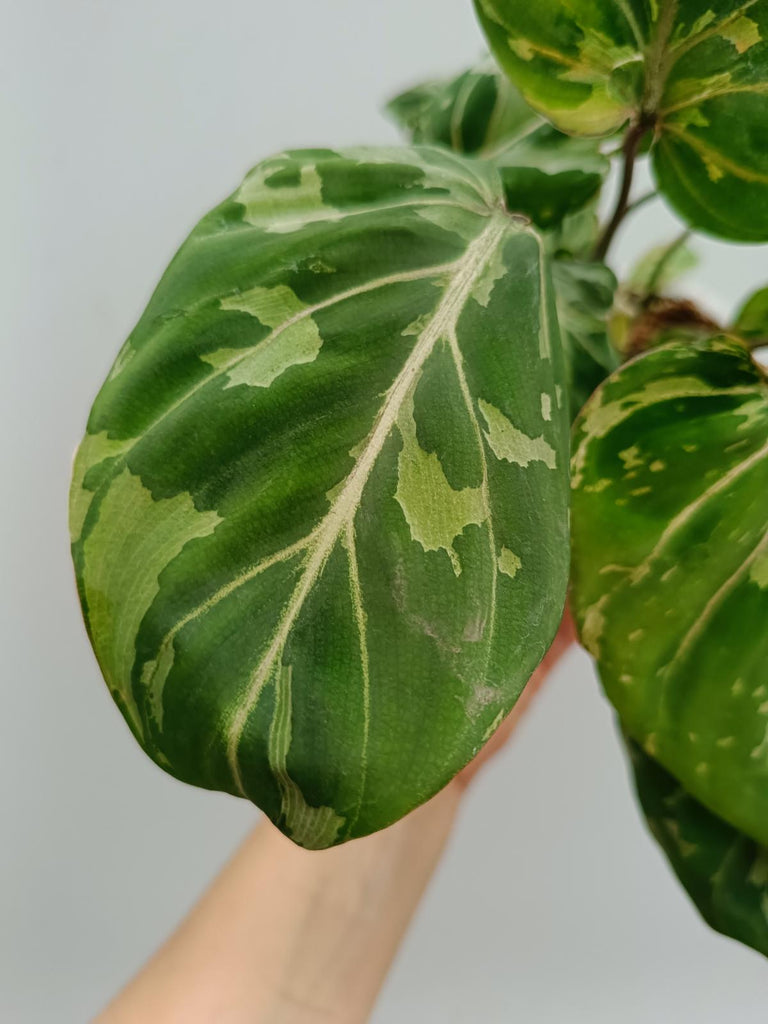 Philodendron gloriosum variegated