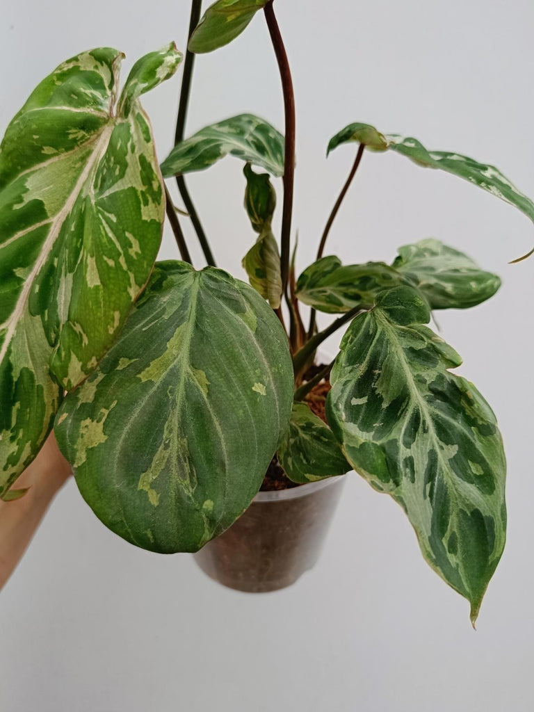 Philodendron gloriosum variegated