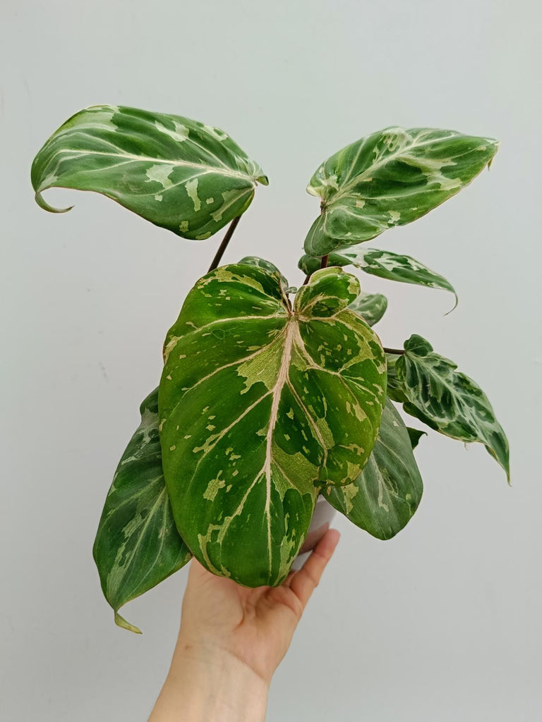 Philodendron gloriosum variegated