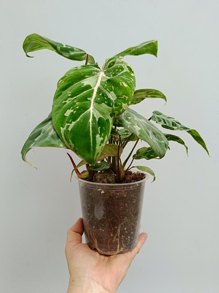 Philodendron gloriosum variegated