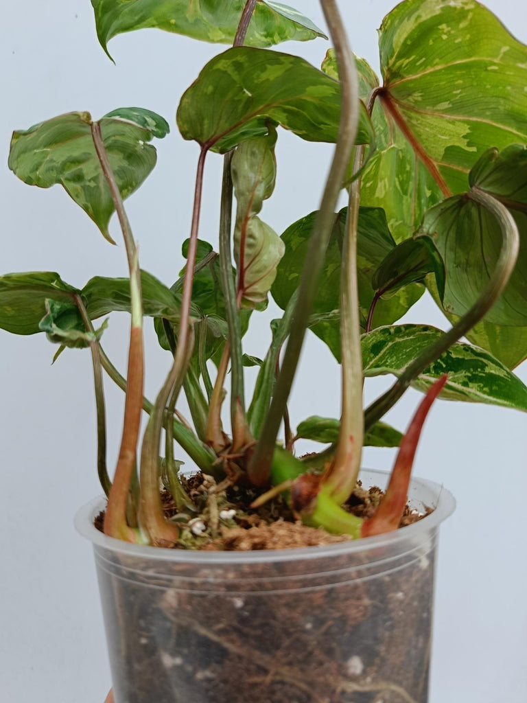 Philodendron gloriosum variegated