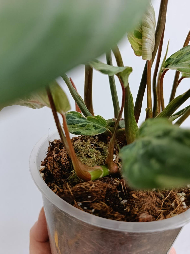 Philodendron gloriosum variegated