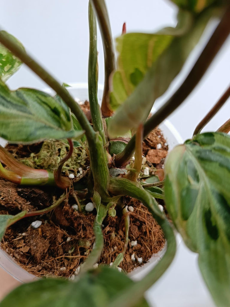 Philodendron gloriosum variegated