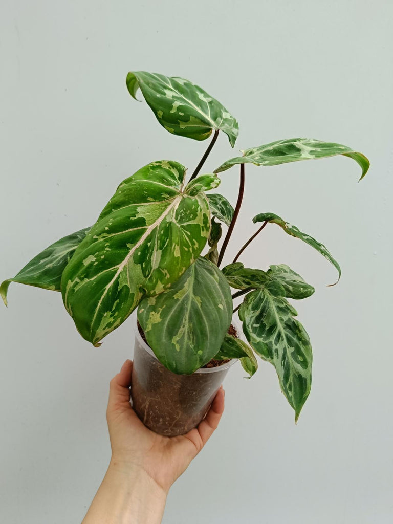 Philodendron gloriosum variegated