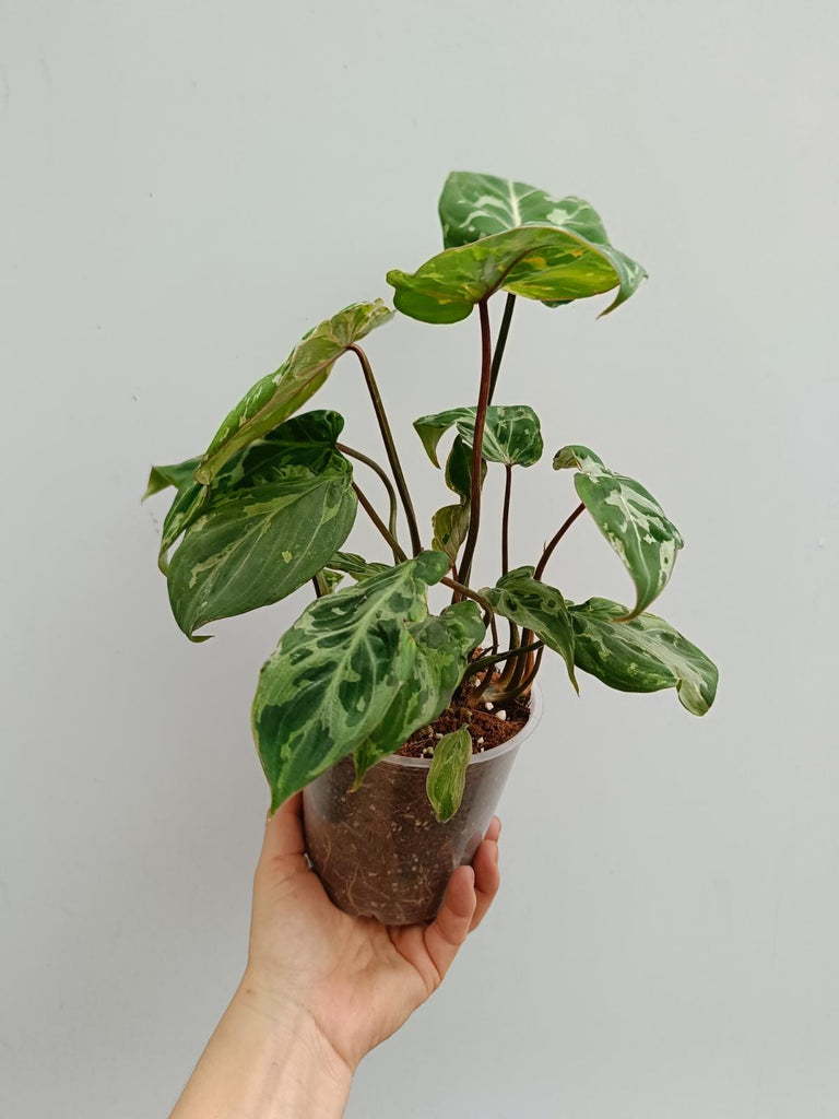 Philodendron gloriosum variegated