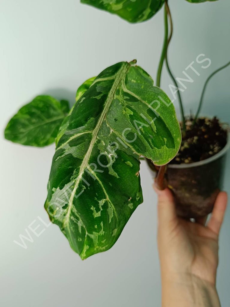 Philodendron gloriosum variegata