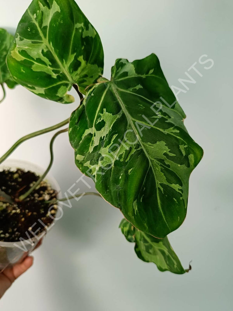 Philodendron gloriosum variegata