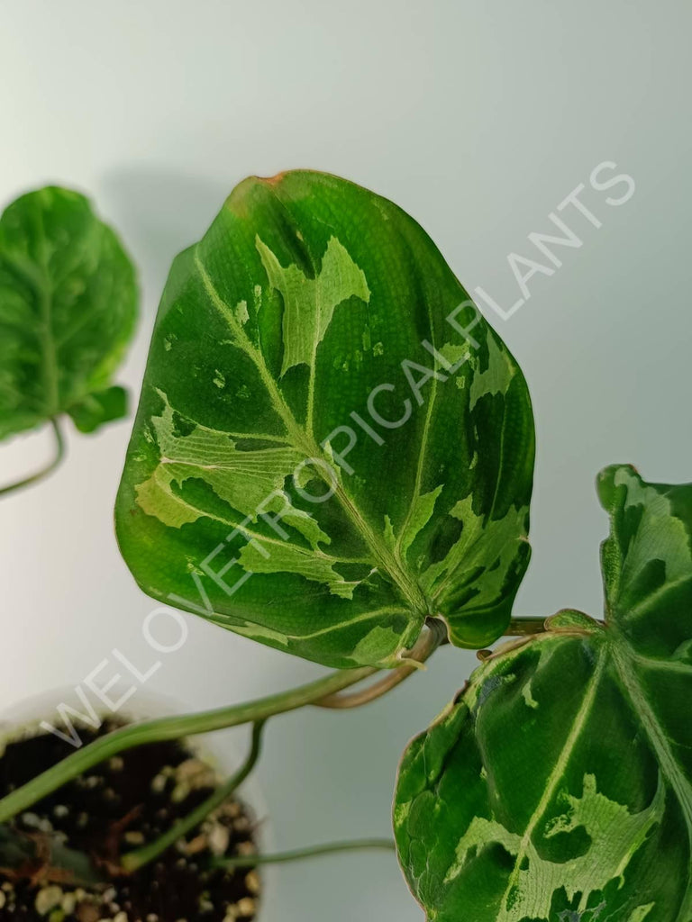 Philodendron gloriosum variegata