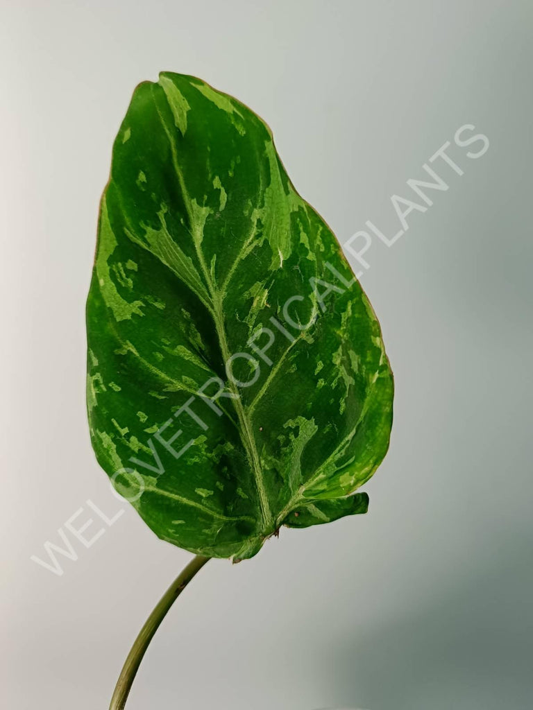 Philodendron gloriosum variegata