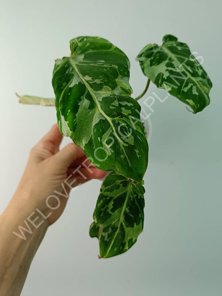 Philodendron gloriosum variegata