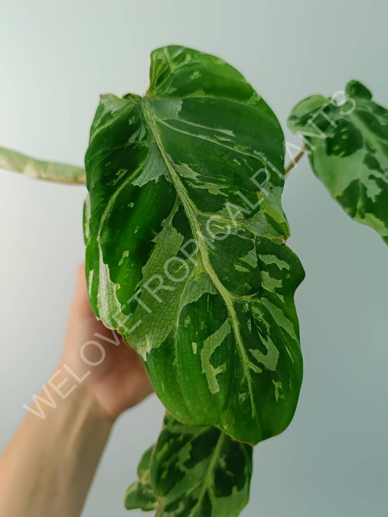 Philodendron gloriosum variegata