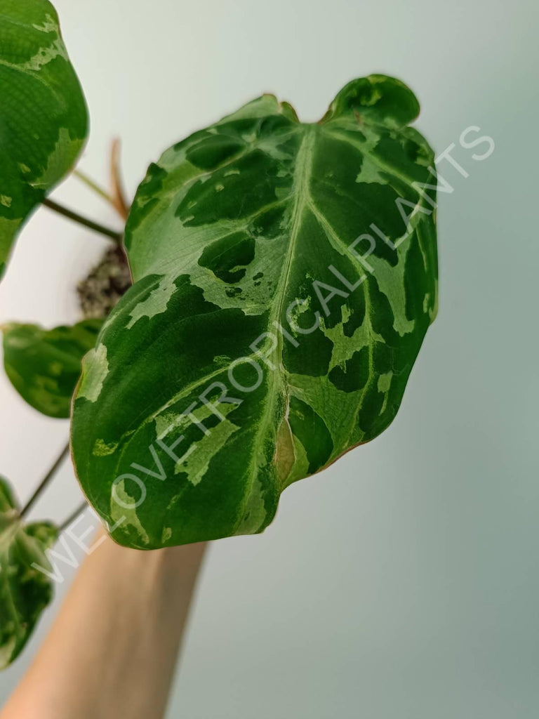 Philodendron gloriosum variegata