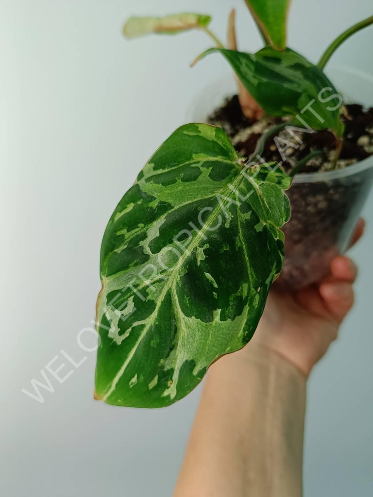 Philodendron gloriosum variegata