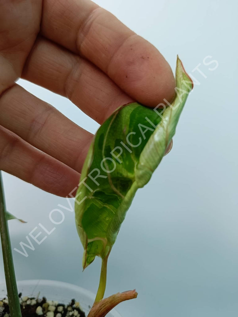 Philodendron gloriosum variegata