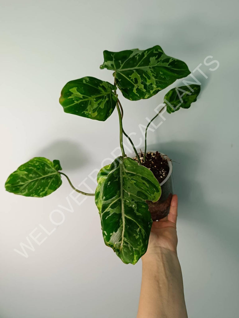 Philodendron gloriosum variegata