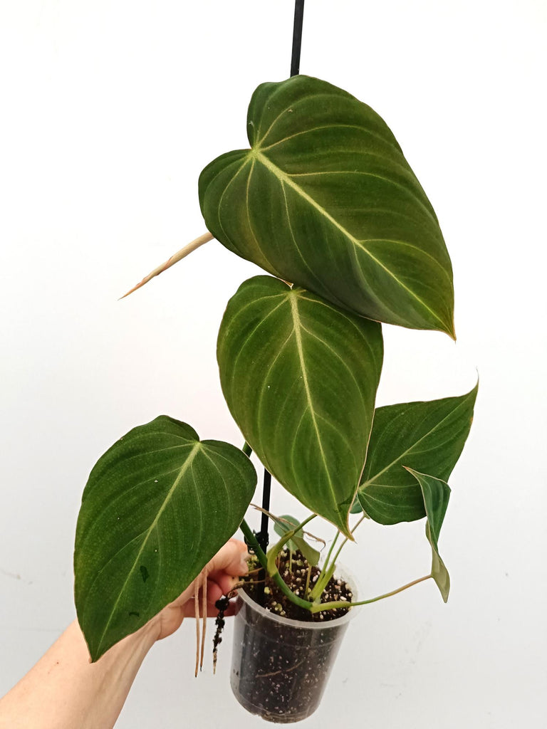 Philodendron glorious