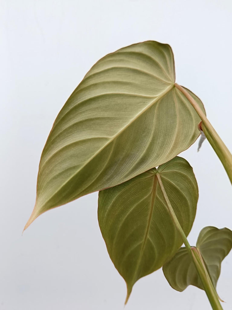 Philodendron glorious