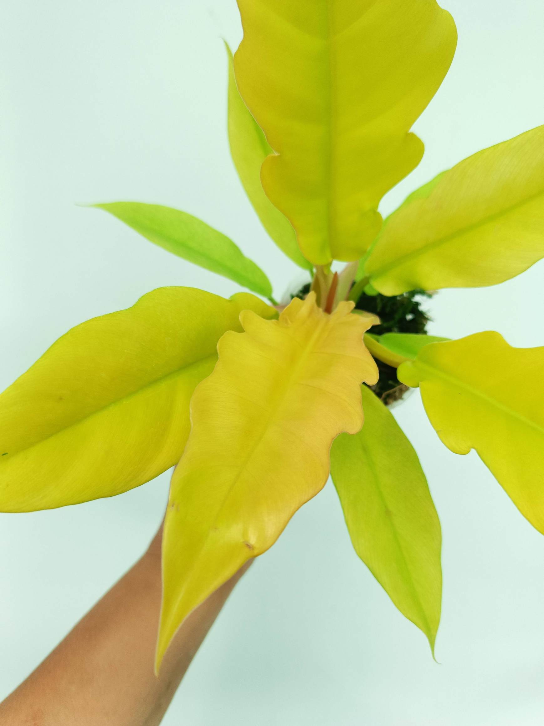 philodendron golden saw crocodile Philodendron Golden Crocodile
