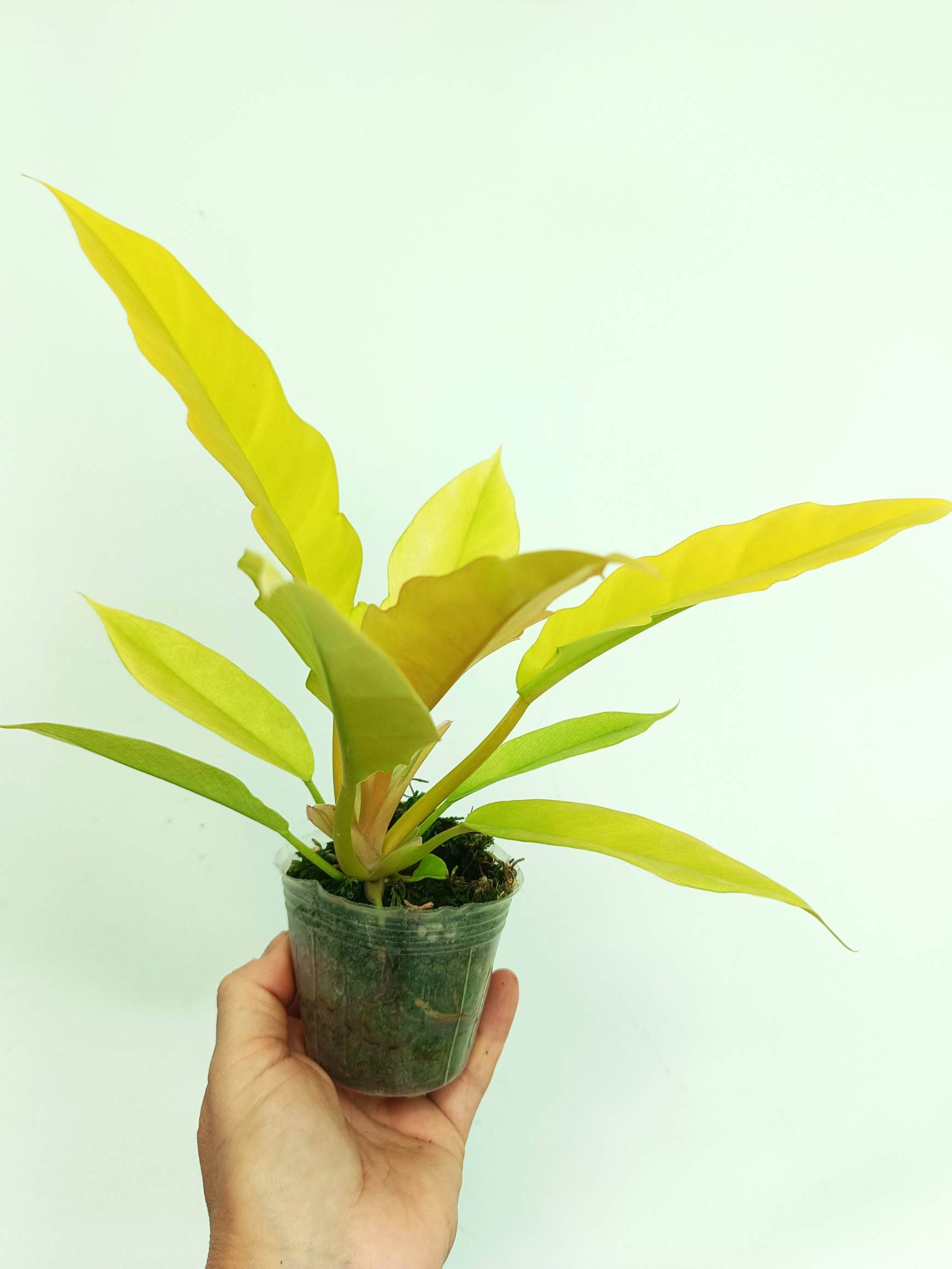 philodendron golden crocodile Philodendron Golden Crocodile