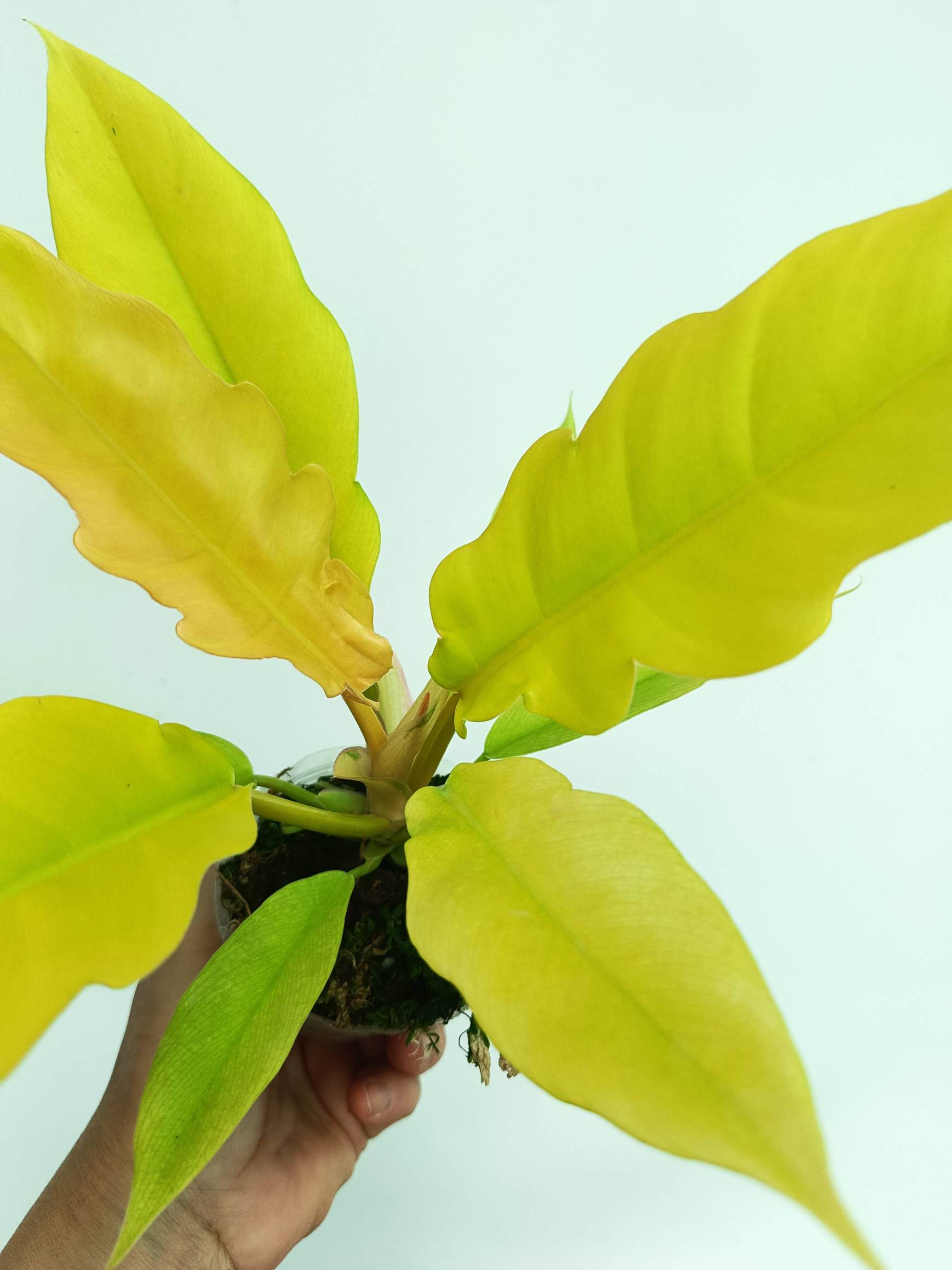 philodendron goldilocks Philodendron Golden Crocodile