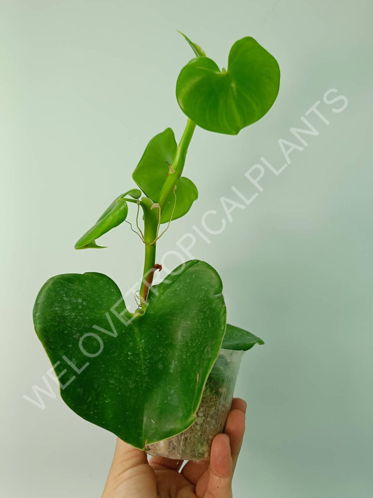 Philodendron grazielae