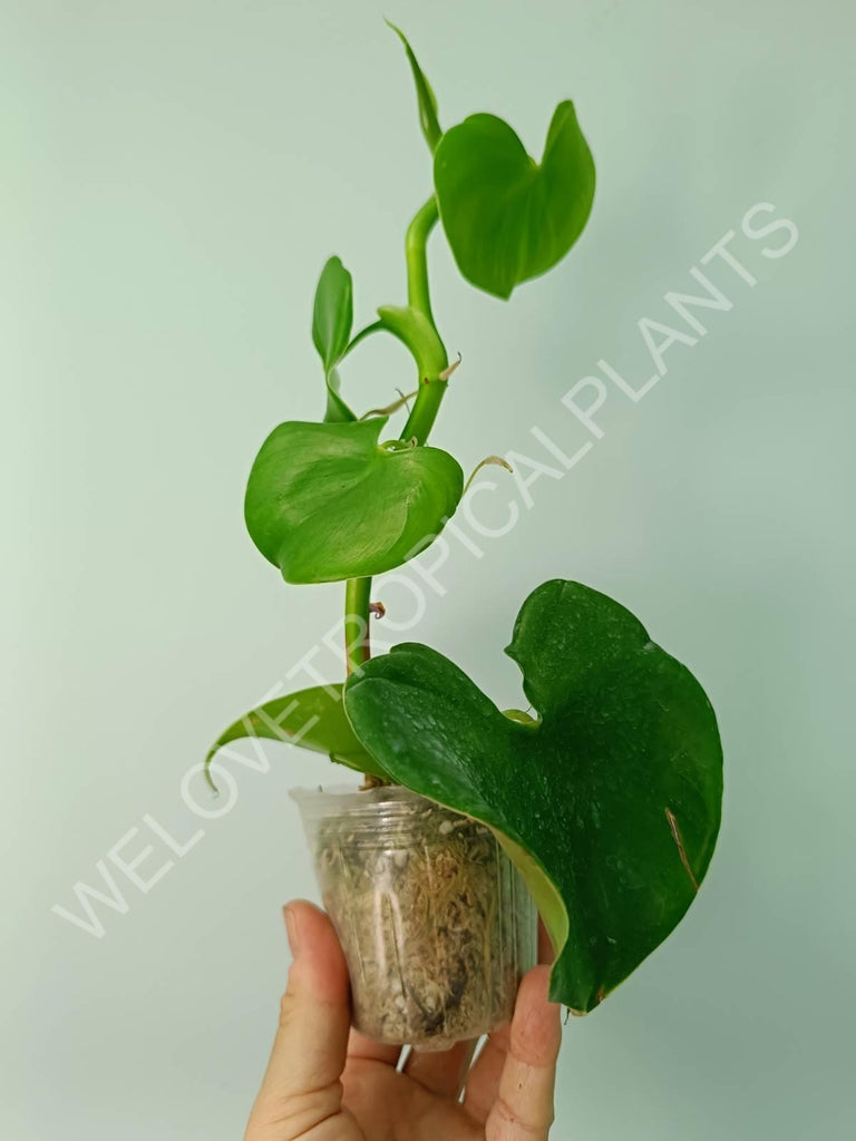 Philodendron grazielae