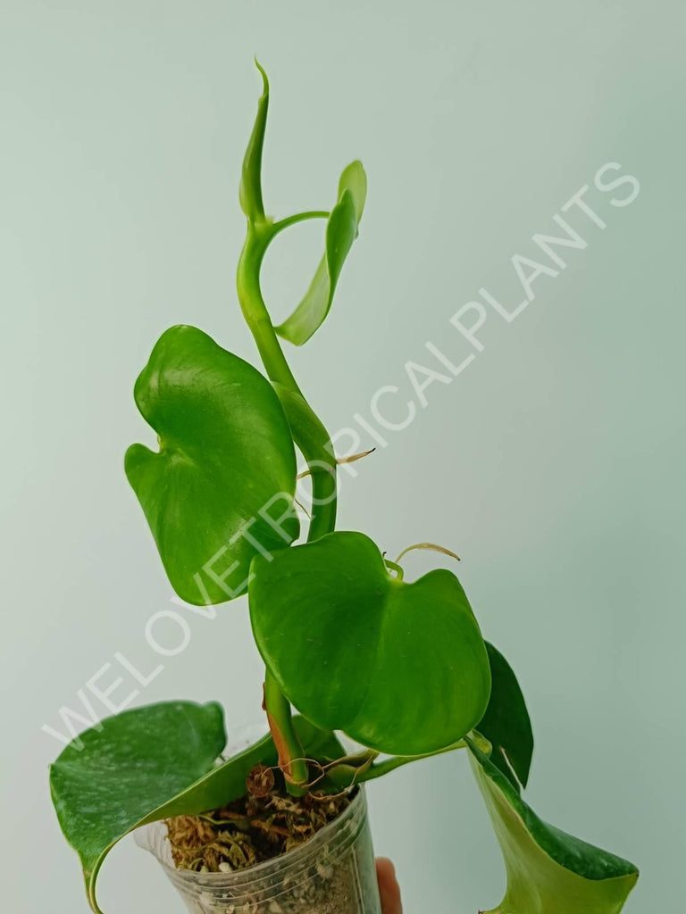 Philodendron grazielae