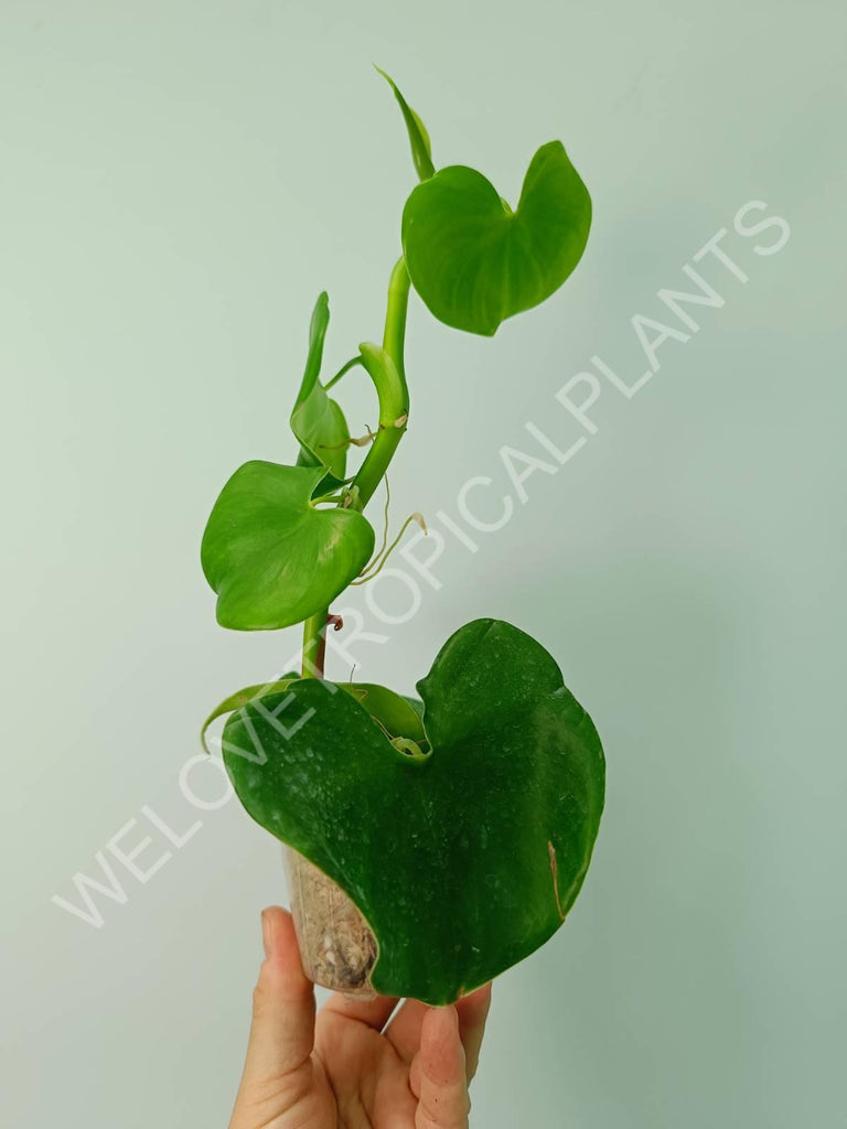 Philodendron grazielae