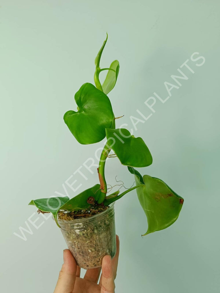 Philodendron grazielae