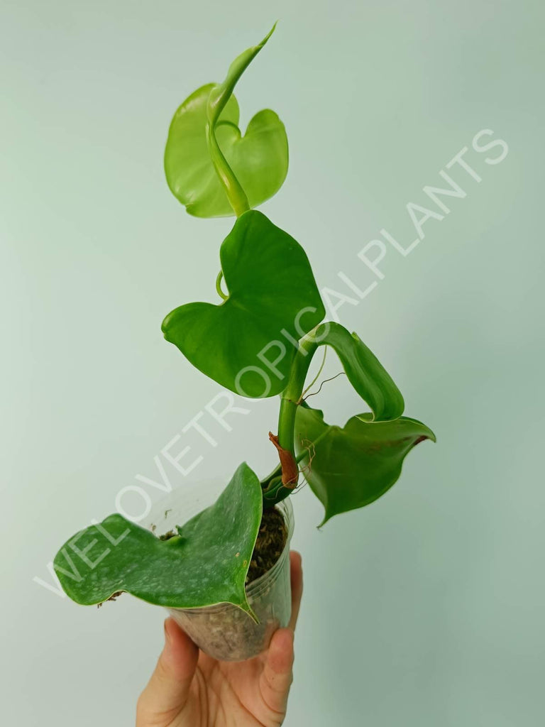 Philodendron grazielae