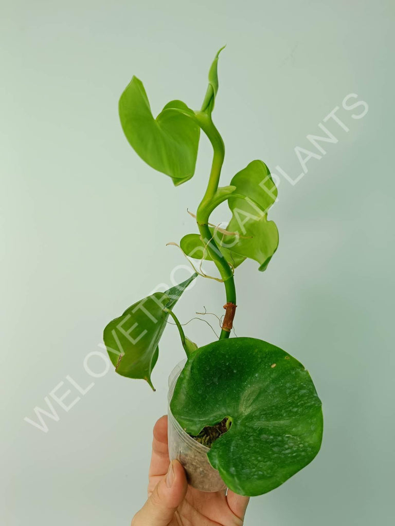 Philodendron grazielae