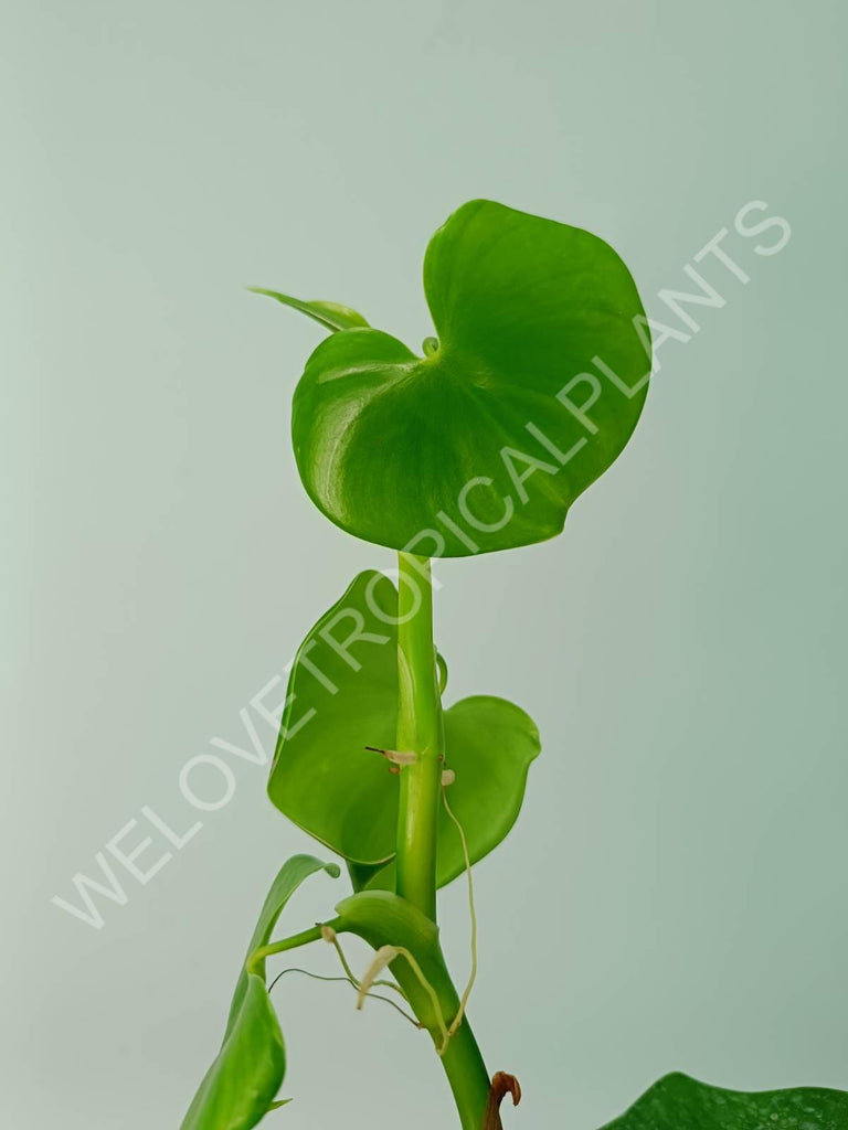 Philodendron grazielae