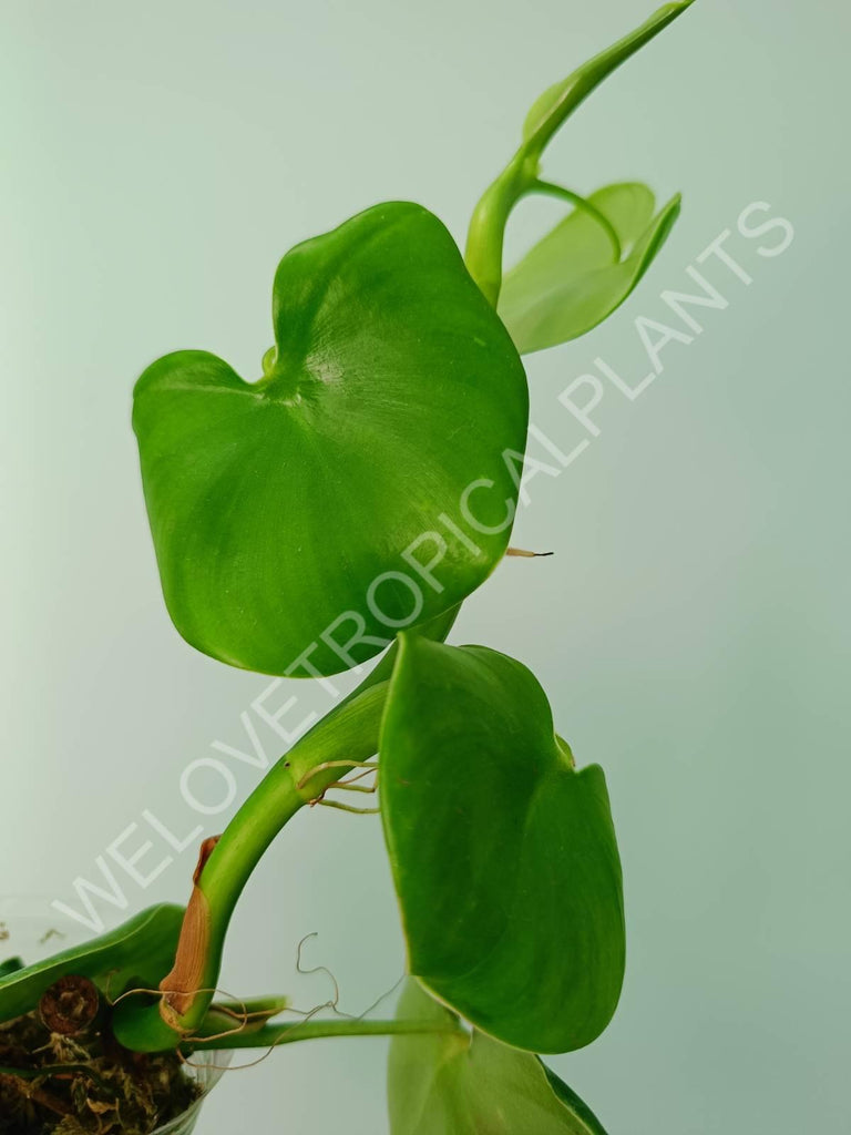 Philodendron grazielae