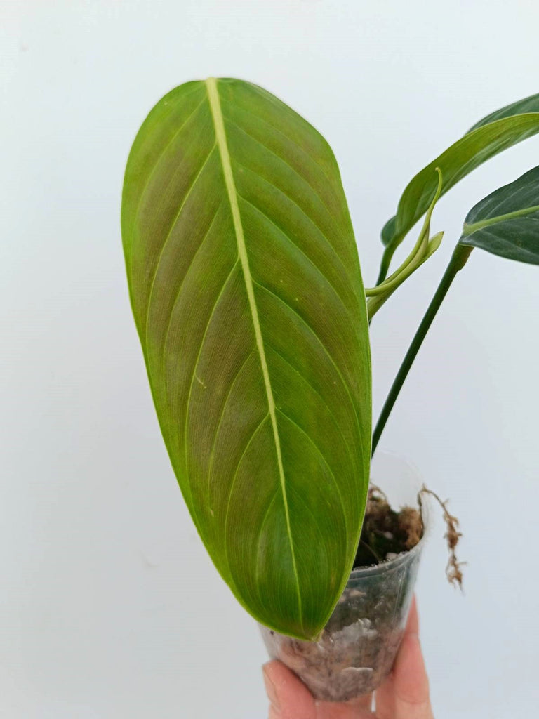 Philodendron heterocraspedon