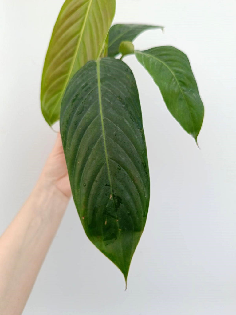 Philodendron heterocraspedon