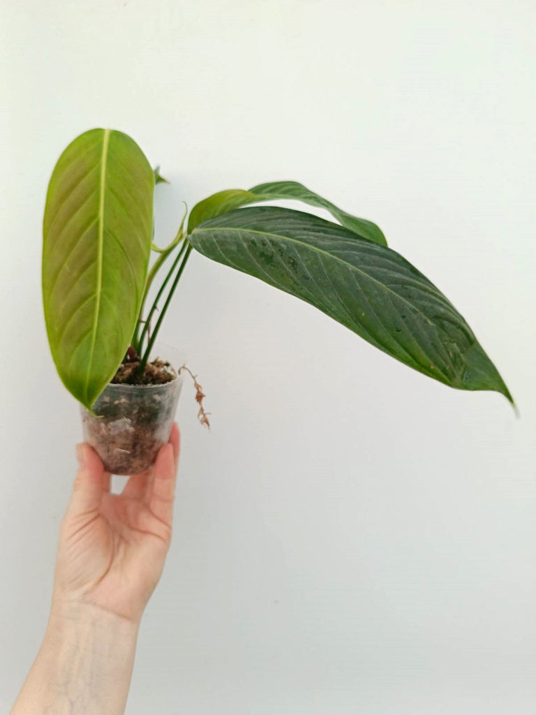 Philodendron heterocraspedon